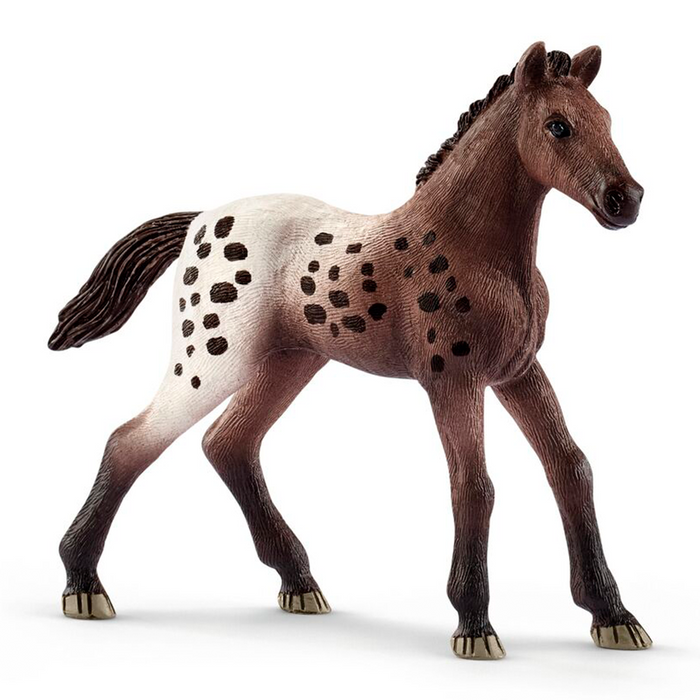 Puledro di Appaloosa