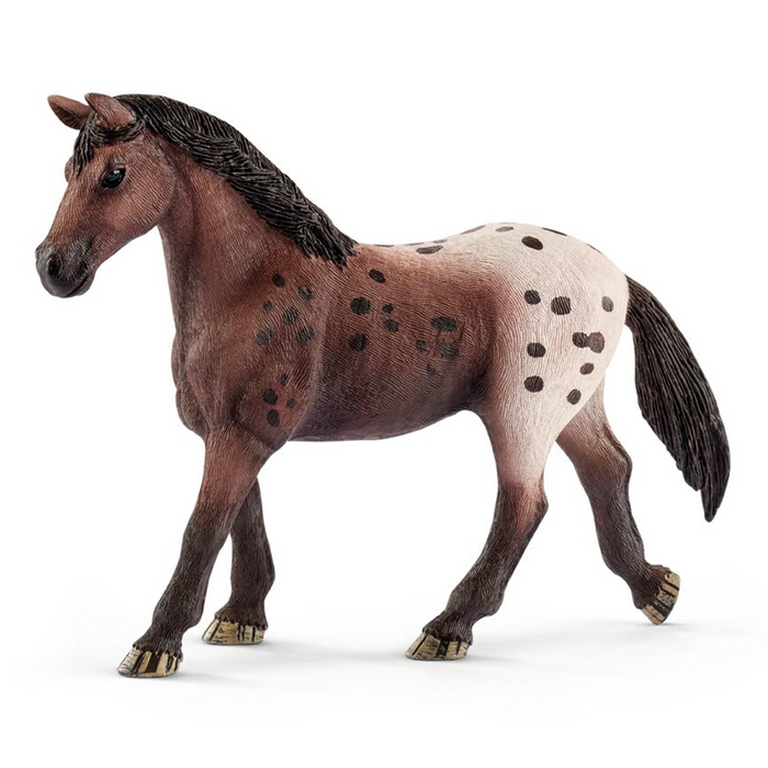 Appaloosa Mare