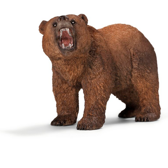 Orso grizzly