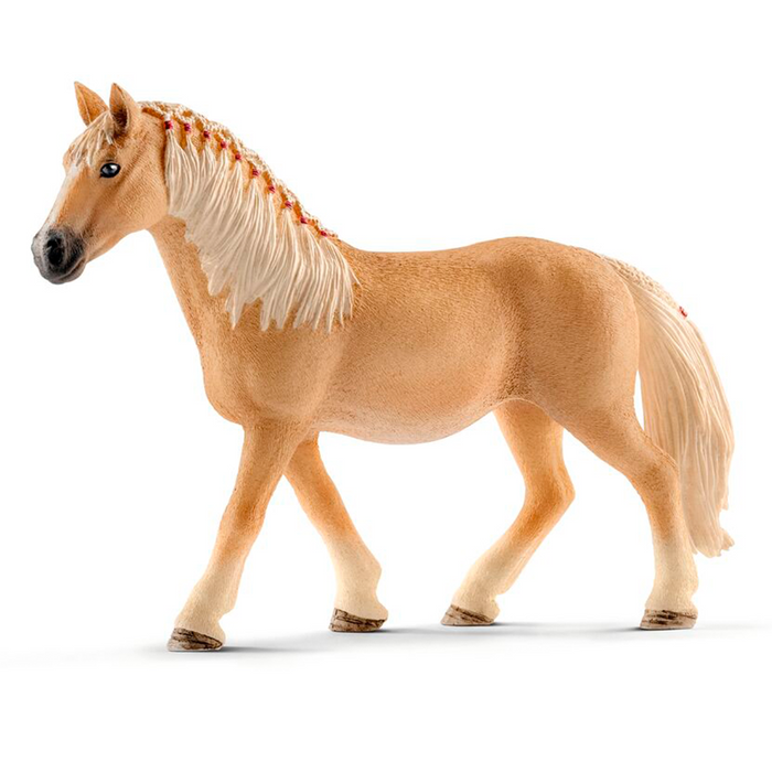 Haflinger Mare