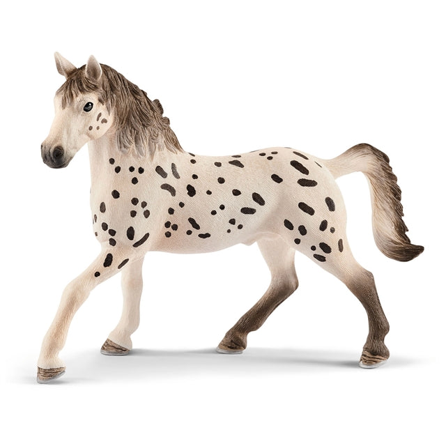 Knabstrupper Stallion