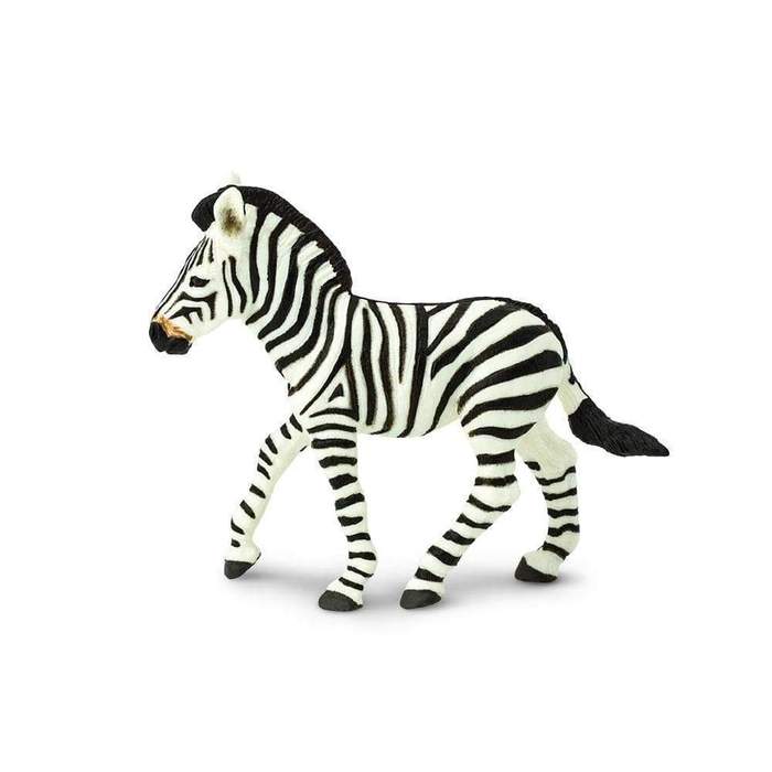 Puledro zebra